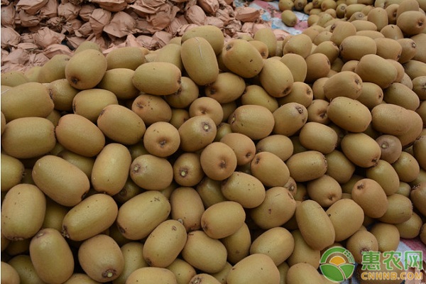 猕猴桃4月份生产管理技术-图片版权归惠农网所有