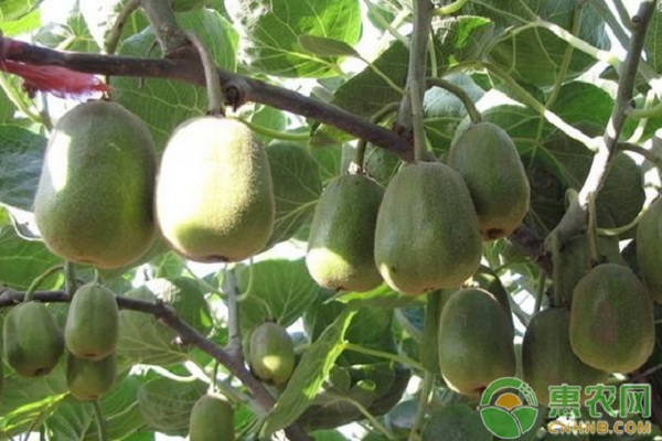 猕猴桃4月份生产管理技术-图片版权归惠农网所有