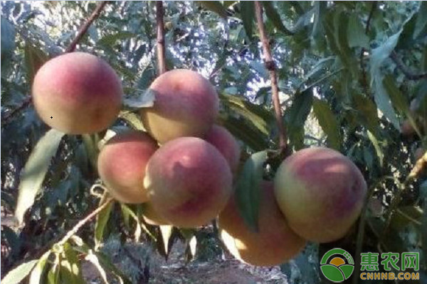 桃树4月份管理方法-图片版权归惠农网所有