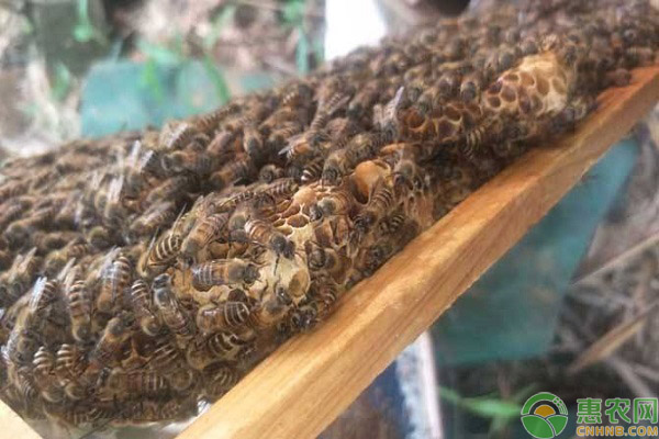 蜂群人工分蜂 人工分蜂后蜜蜂不采蜜是什么情况?如何解决?-图片版权归惠农网所有