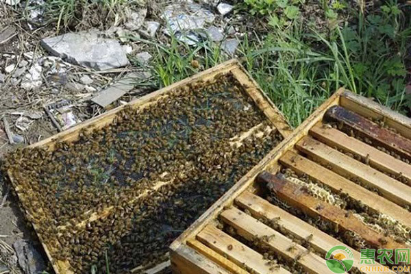蜂群人工分蜂不采蜜的情况 人工分蜂后蜜蜂不采蜜是什么情况?如何解决?-图片版权归惠农网所有