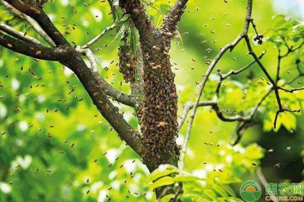 蜂群人工分蜂不采蜜的解决方法 人工分蜂后蜜蜂不采蜜是什么情况?如何解决?-图片版权归惠农网所有