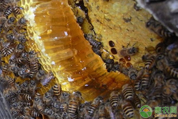 养蜂新人不懂人工培育蜂王的解决办法-图片版权归惠农网所有