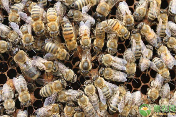 养蜂新人不懂人工培育蜂王的解决办法-图片版权归惠农网所有