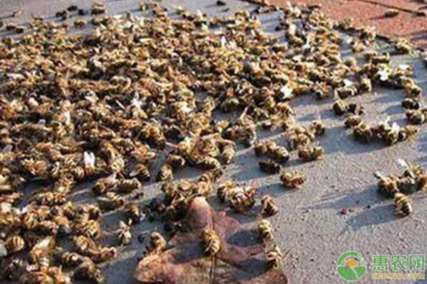 养蜂新人不懂人工培育蜂王的解决办法-图片版权归惠农网所有