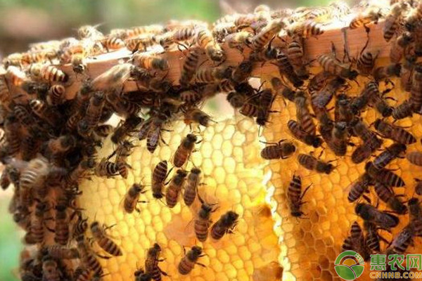 如何快速找到蜂王？-图片版权归惠农网所有