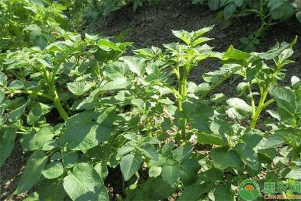 早春土豆种植时间-图片版权归惠农网所有