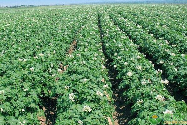 早春土豆种植时间-图片版权归惠农网所有