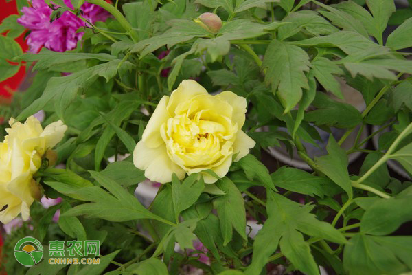 春天裸根栽牡丹的补救方法-图片版权归惠农网所有