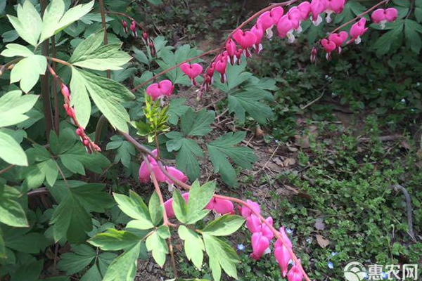 春天裸根栽牡丹的补救方法-图片版权归惠农网所有
