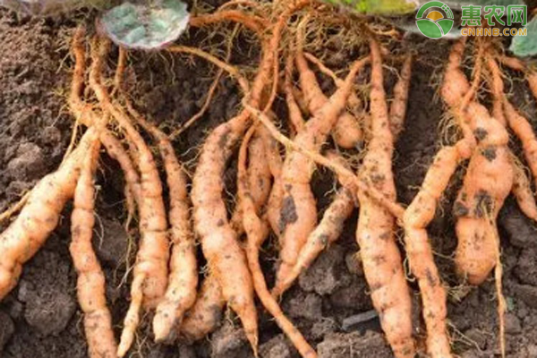 生地种植时间和方法-图片版权归惠农网所有