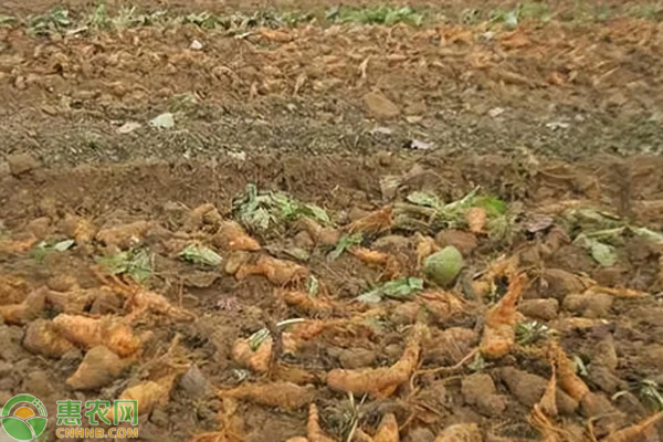 生地种植时间和方法-图片版权归惠农网所有