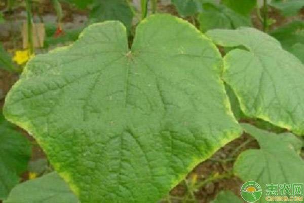 黄瓜种子催芽方法-图片版权归惠农网所有