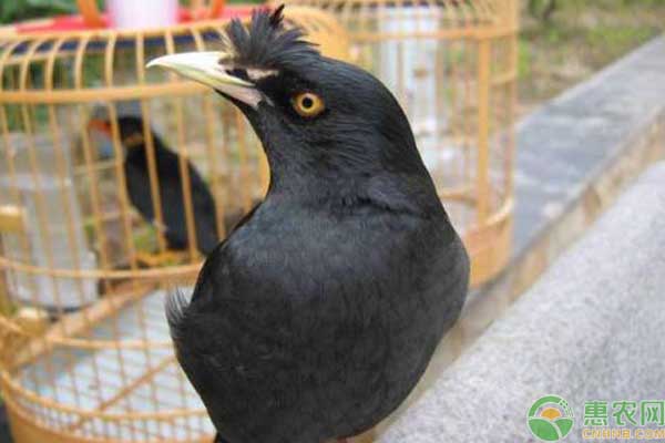 八哥吃什么食物？养八哥的技巧事项-图片版权归惠农网所有