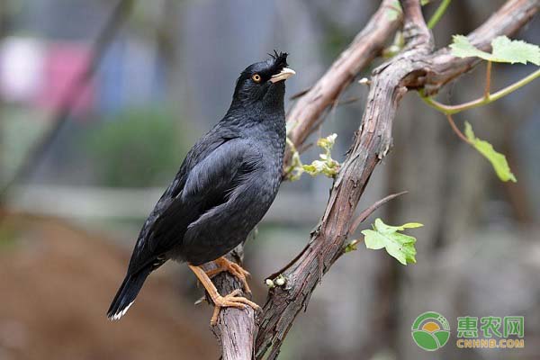 八哥吃什么食物？养八哥的技巧事项-图片版权归惠农网所有