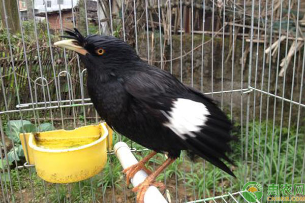 八哥吃什么食物？养八哥的技巧事项-图片版权归惠农网所有