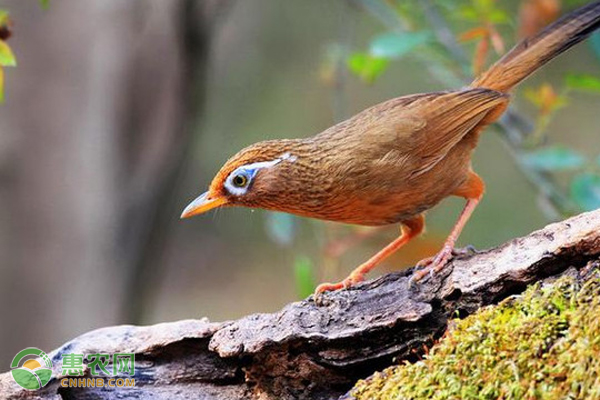 画眉鸟饲料配方有哪些？喂养方法是什么？-图片版权归惠农网所有