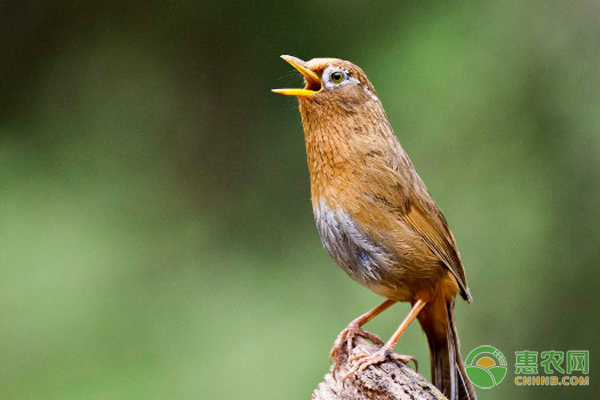 画眉鸟饲料配方有哪些？喂养方法是什么？-图片版权归惠农网所有