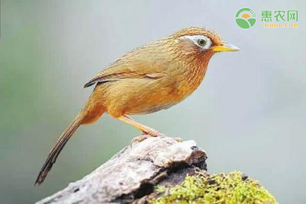 画眉鸟饲料配方有哪些？喂养方法是什么？-图片版权归惠农网所有