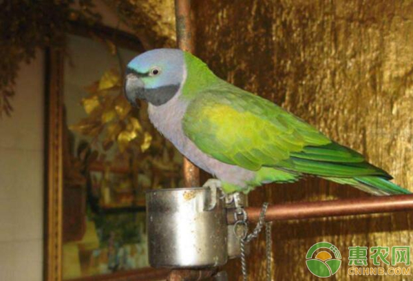 鹦鹉拉肚子怎么办？鹦鹉养殖误区及常见水便治疗方法-图片版权归惠农网所有