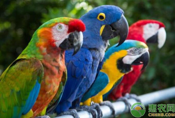 鹦鹉拉肚子怎么办？鹦鹉养殖误区及常见水便治疗方法-图片版权归惠农网所有