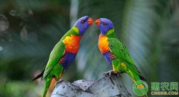 鹦鹉拉肚子怎么办？鹦鹉养殖误区及常见水便治疗方法-图片版权归惠农网所有