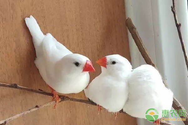 珍珠鸟的饲养方法和注意事项-图片版权归惠农网所有