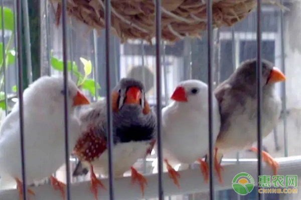 珍珠鸟的饲养方法和注意事项-图片版权归惠农网所有