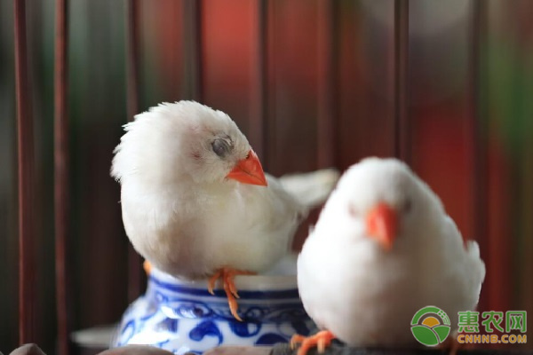 珍珠鸟的饲养方法和注意事项-图片版权归惠农网所有