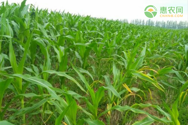 早春玉米种植时间和方法-图片版权归惠农网所有