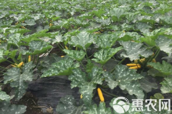 早春西葫芦的种植时间-图片版权归惠农网所有