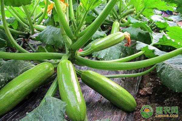 早春西葫芦的种植时间-图片版权归惠农网所有