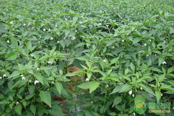 春季辣椒种植时间-图片版权归惠农网所有