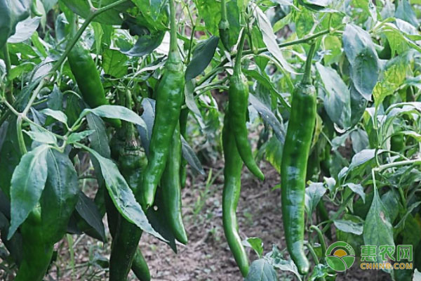 春季辣椒种植时间-图片版权归惠农网所有