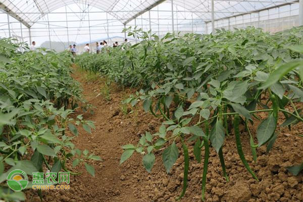 春季辣椒种植时间-图片版权归惠农网所有