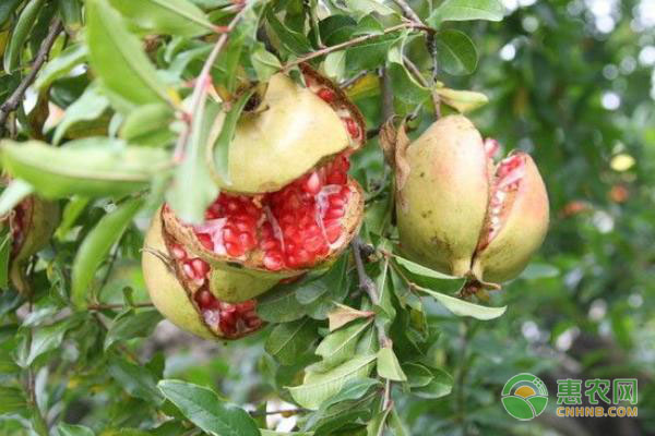 石榴嫁接时间和方法-图片版权归惠农网所有