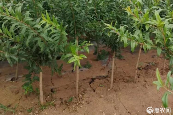 石榴嫁接时间和方法-图片版权归惠农网所有