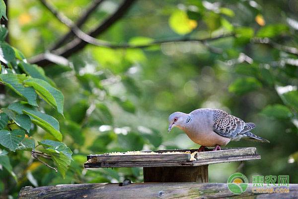 斑鸠怎么养殖？斑鸠养殖技术要点-图片版权归惠农网所有