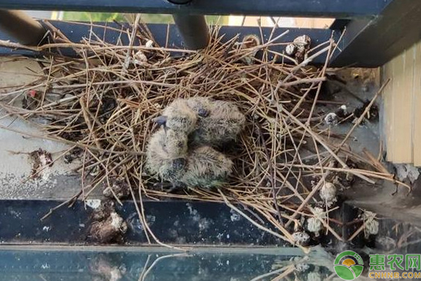 斑鸠幼鸟养殖技术-图片版权归惠农网所有