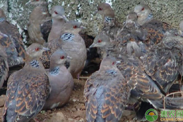 斑鸠幼鸟养殖技术-图片版权归惠农网所有