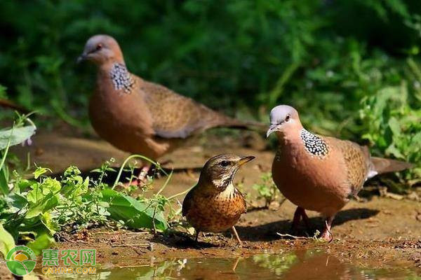 斑鸠养殖技术-图片版权归惠农网所有
