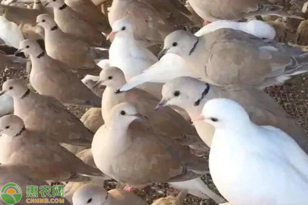 斑鸠养殖技术-图片版权归惠农网所有