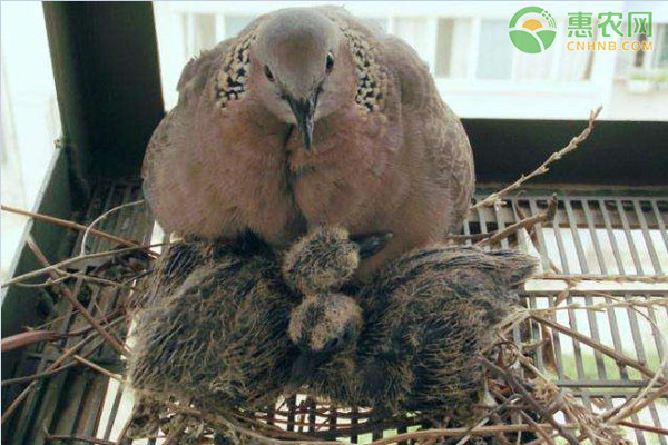 斑鸠养殖技术-图片版权归惠农网所有