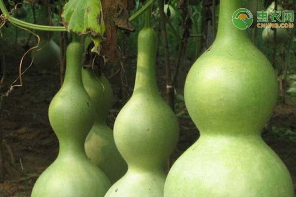 葫芦种植时间和方法-图片版权归惠农网所有