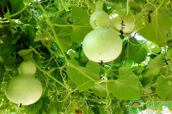 葫芦种植时间和方法-图片版权归惠农网所有