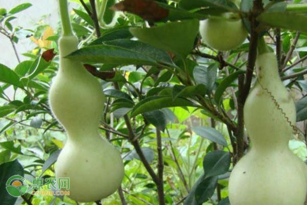 葫芦种植时间和方法-图片版权归惠农网所有