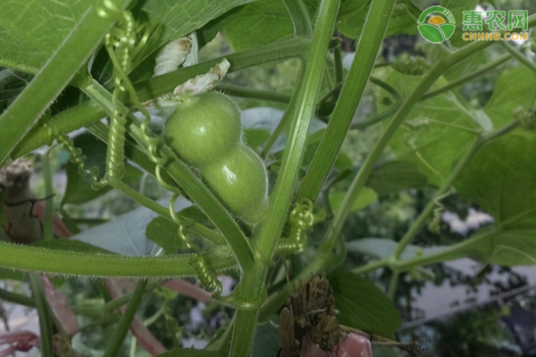 葫芦种植技术和管理方法-图片版权归惠农网所有