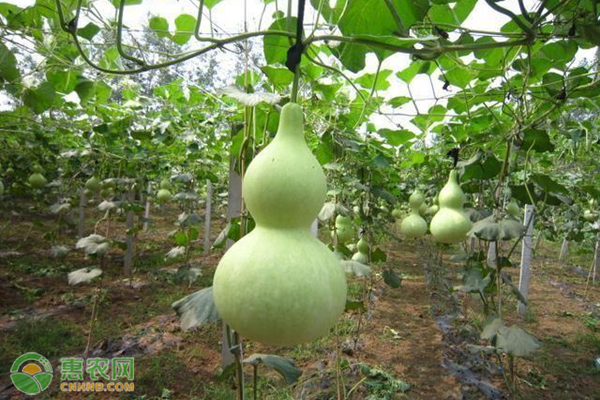 葫芦种植技术和管理方法-图片版权归惠农网所有