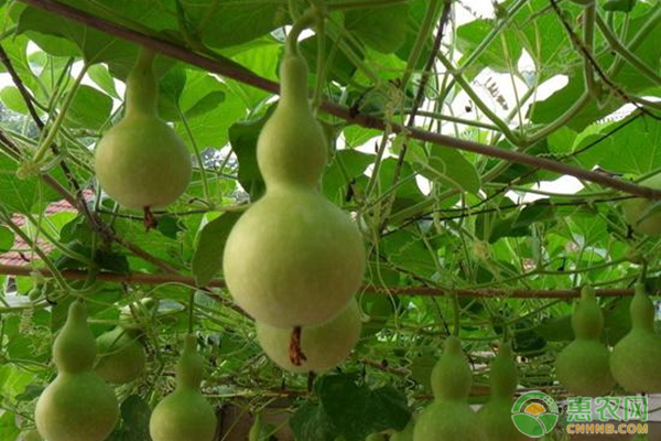 葫芦种植技术和管理方法-图片版权归惠农网所有