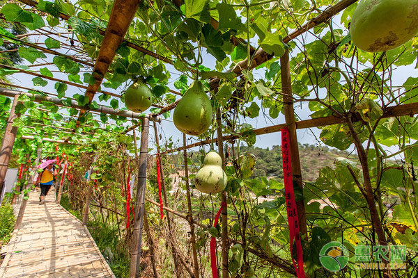 葫芦各时期的管理要点-图片版权归惠农网所有
